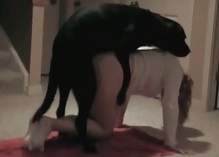 Köpekler
